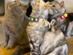 -平行世界·猫咖(首经贸店)