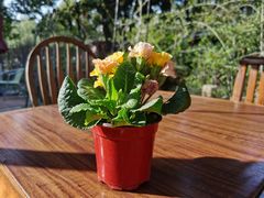 -谷咖啡·鲜花绿植花园餐厅