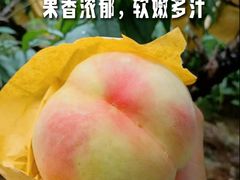 -老袁家蜜桃农场·阳山水蜜桃