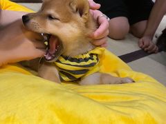 -逗柴咖啡屋·狗咖猫咖宠物桌游