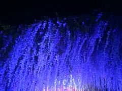 -亚龙湾国际玫瑰谷