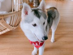 -Husky Go! 哈士奇体验馆·宠物咖啡厅狗咖