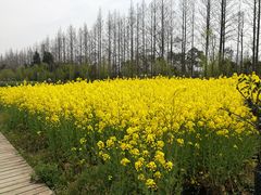-前小桔亲子创意农场·草莓采摘·露营烧烤