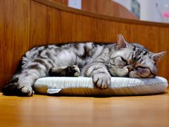 -有猫主题·治愈系猫咖(曾厝垵店)