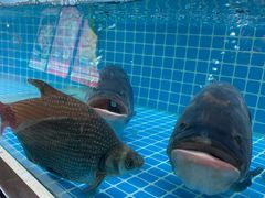 -肖记公安牛肉鱼杂馆· 省级非物质文化遗产(仁和路店)