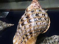 -青岛贝壳博物馆