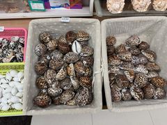 -青岛贝壳博物馆