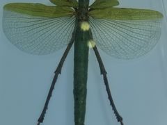 -上海昆虫博物馆