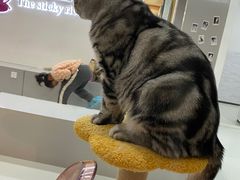 -糯米喵星人·撸猫猫舍咖啡馆(西市场嘉华店)