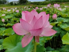 -武汉紫薇都市田园