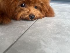 -翊宠yipet猫狗购宠庄园犬舍•猫舍