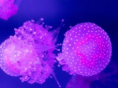 -福州罗源湾海洋世界旅游区