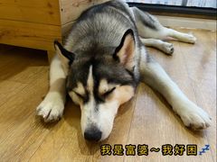 -Husky Go! 哈士奇体验馆·宠物咖啡厅狗咖