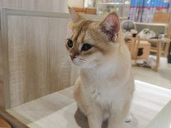 -藏猫猫咖啡主题馆(中央大道店)