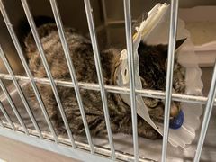 -萌兽医馆·犬猫专科·眼科中心·宠物医院(朝阳门分院)