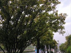 -洋湖国家湿地公园