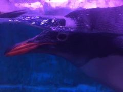 -暹罗海洋世界