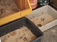 -楼上猫咖(罗湖店)