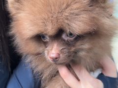 -瑞派申生动物医院·24H夜诊·国际动物医疗中心·骨外科(吴中路店)