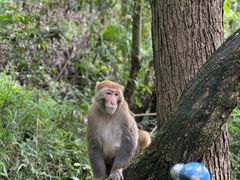 -黔灵山公园