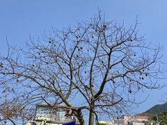 -梧桐山风景名胜区