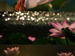 -月湖风景区