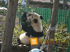 -西霞口神雕山野生动物世界