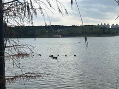-海珠湖公园