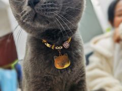 -喜猫·猫舍·洗护寄养