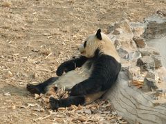 -石家庄市动物园