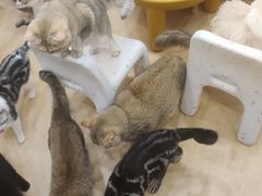 -有喵·猫咖·狗咖·30几只猫10只小狗(岗厦店)
