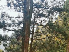 -井冈山风景名胜区-黄洋界