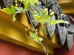 -苏州文庙(姑苏区)