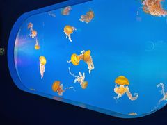 -太平洋海底世界