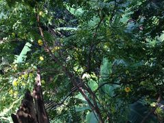 商户图片-鼎湖山风景区