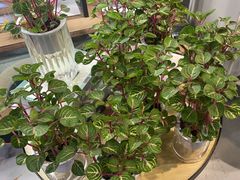 -弗劳尔花艺坊(龙涛店)