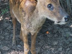 -北京麋鹿生态实验中心