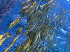 -太平洋海底世界