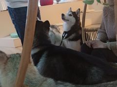 -Husky Go! 哈士奇体验馆·宠物咖啡厅狗咖