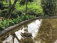 -亚龙湾热带天堂森林公园