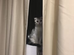 -十年猫舍·猫咪专门店(普陀店)