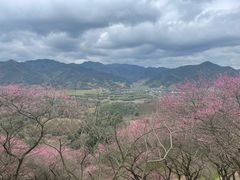 -新建村梅花