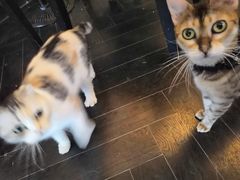 -猫色咖啡·猫咖