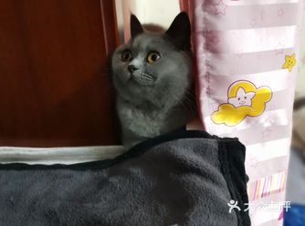 我家猫咪，8个月大，母猫