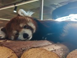 -Zoolung Zoolung动物主题公园(海信广场店)