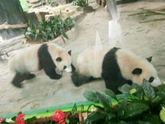 熊猫-灵玲国际马戏城