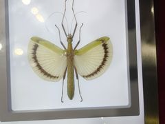 -上海昆虫博物馆