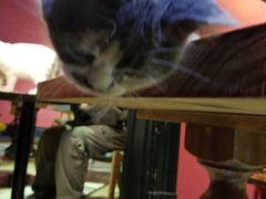 -猫色咖啡·猫咖