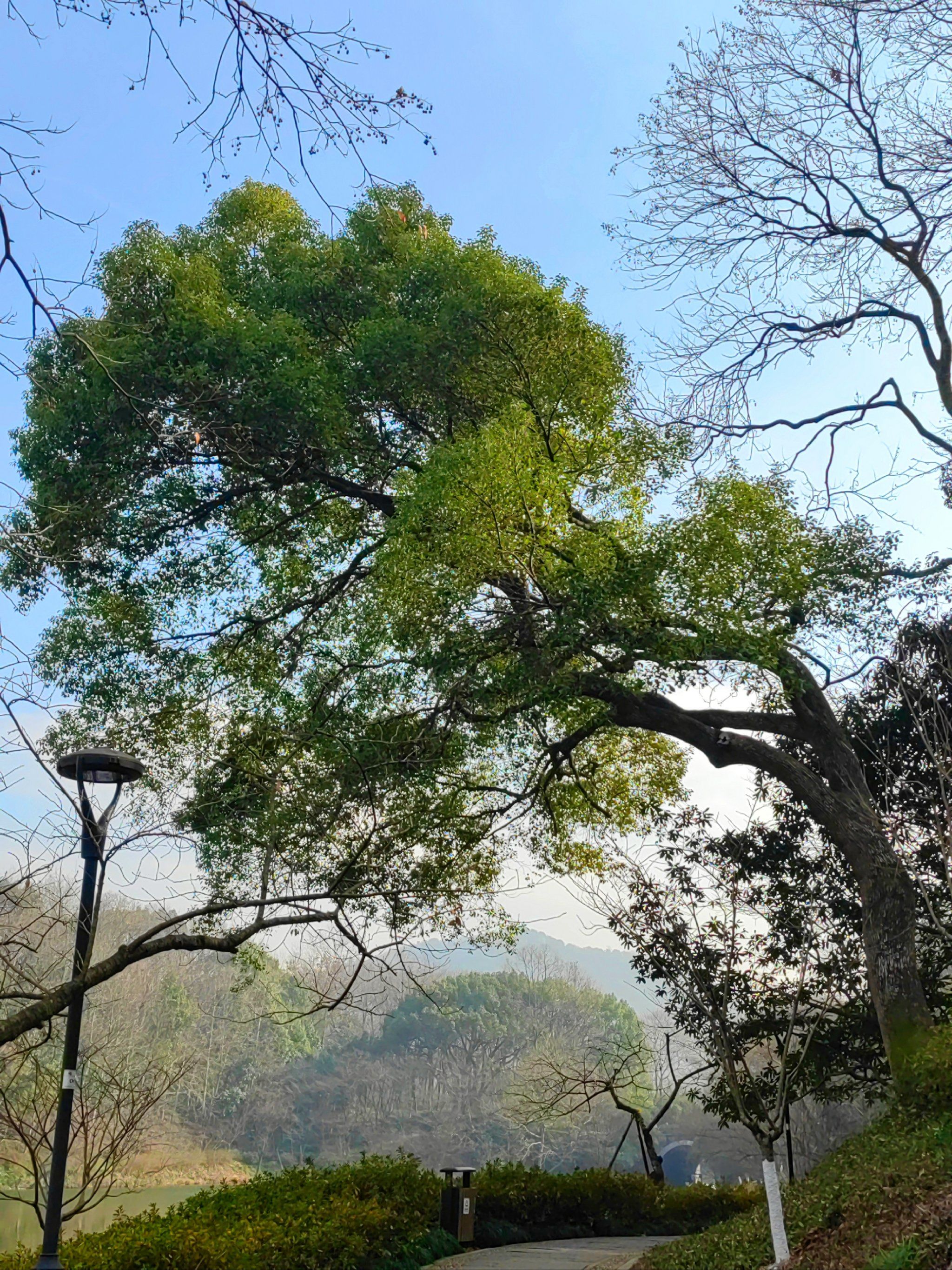 户外徒步透透气,遇见歪脖子树