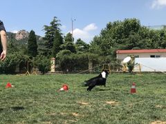 -趣玩宠物乐园寄养训犬训狗游泳池